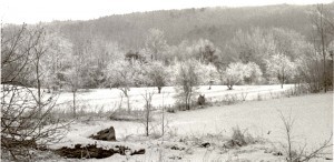 The apple orchard in winter.