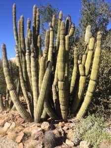 OrganPipeCactus
