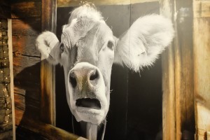 Aš esu tavo sėkmės istorija