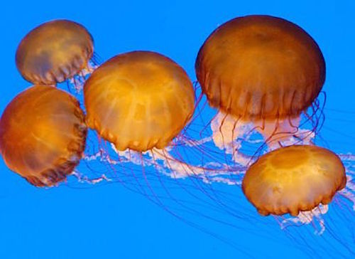 Sea_nettles.jpg