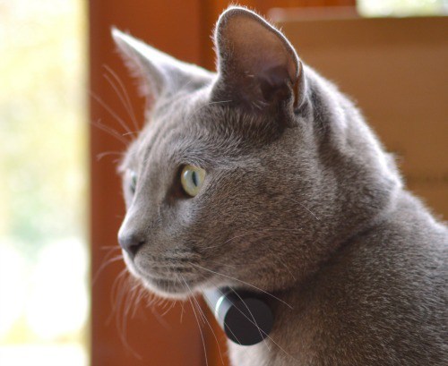 GPS-pet-tracking