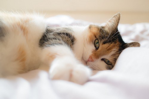 hospice-cats