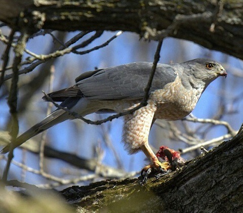 Photo: How to be a backyard bird scientist