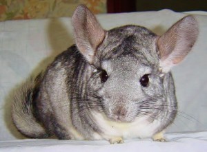grey-chinchilla-1330722