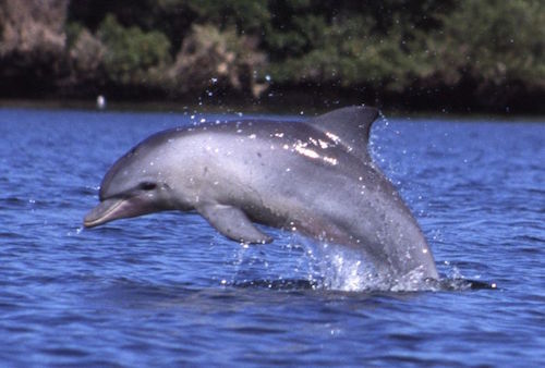 Tursiops_aduncus,_Port_River,_Adelaide,_Australia_-_2003.jpg