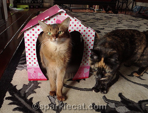 somali cat and tortoiseshell cat with valentine cottage scratcher