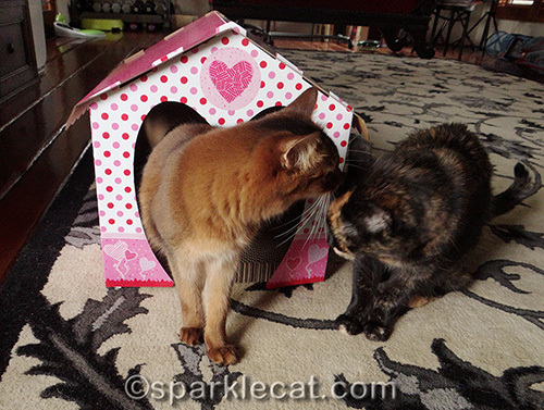 somali cat telling lies to tortoiseshell cat by valentine cottage scratcher