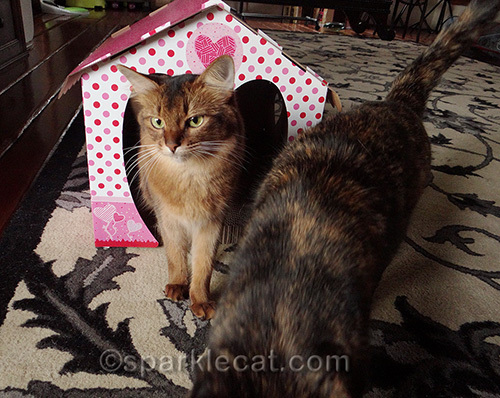 Somali cat in valentine cottage scratcher watches tortoiseshell cat walk away