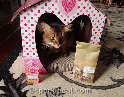 Somali cat looks longingly at a bag of milk chocolate truffles