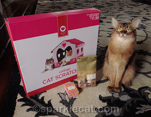 Somali cat posing with blog giveaway prizes