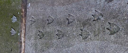 And nearby the duck left its tracks.