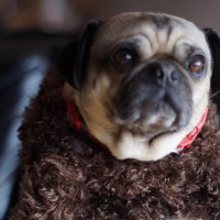 frankpuppymonkeybabyHERO