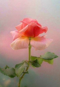 12140703_885193871534364_9203334554858447672_n