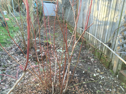 pruning