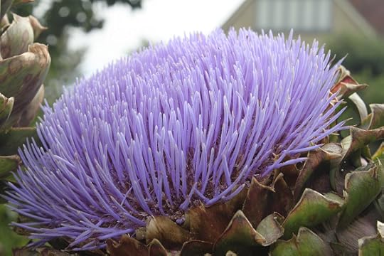 Artichoke flower 131