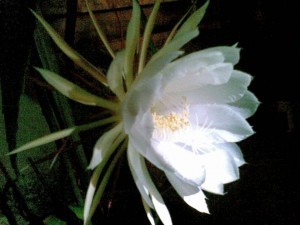 282953_323682341046934_644413972_n