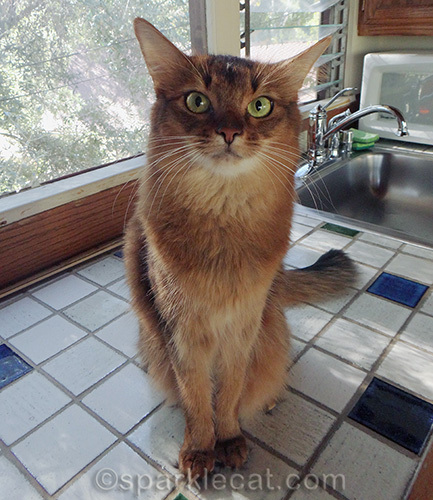 serious somali cat sitting on a tile counter