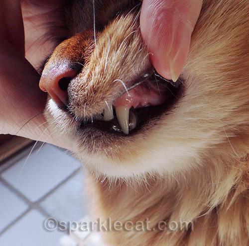 The teeth and gums of a young somali cat