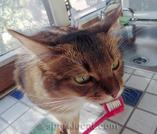 somali cat licking cat toothpaste off of toothbrush