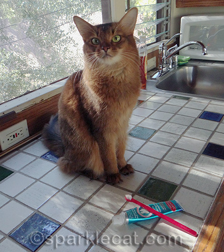 somali cat posing with cat toothpaste and toothbrush