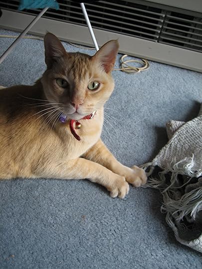 Orange cat