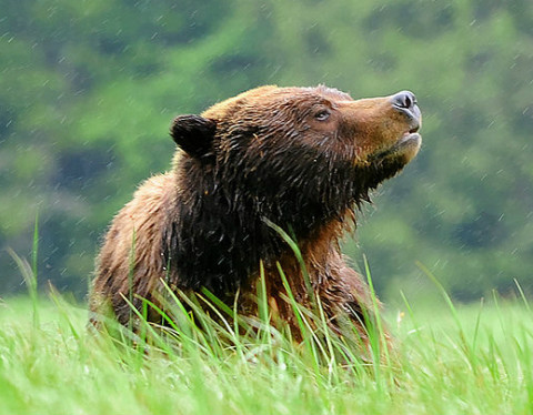 Photo: It's time to protect the Great Bear Rainforest's grizzlies