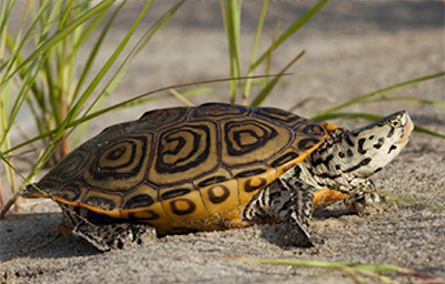 Diamondback Terrapin