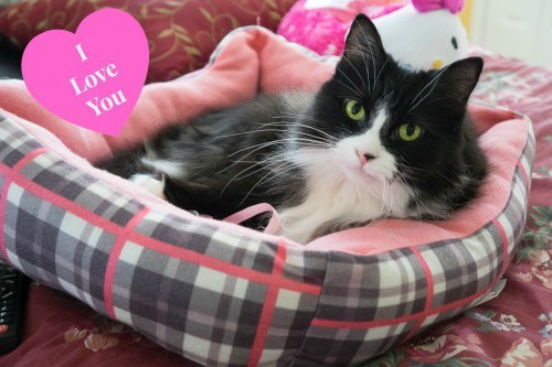 tell-your-cat-i-love-you