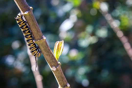 catapillar4