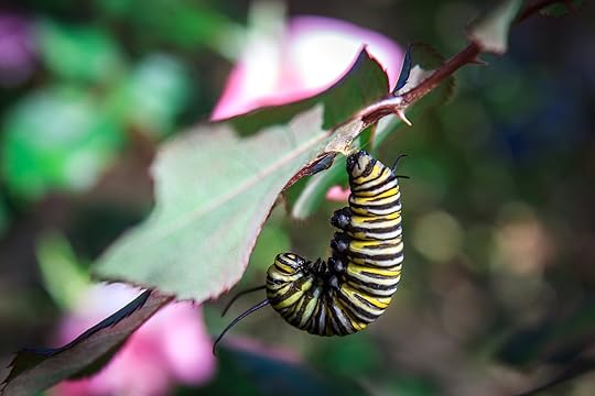catapillarj