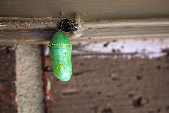 catapillar