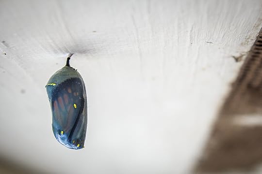catapillare2