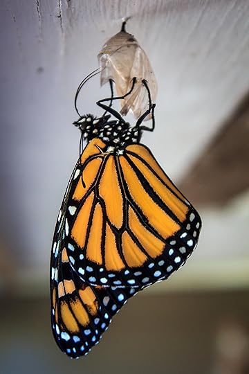 catapillar3