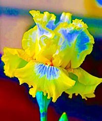 1618633_10207295946830040_1347863720679238552_n