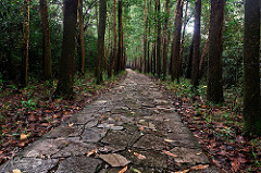 The Winding Path My Son Vietnam