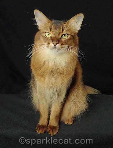 somali cat posing against a black background