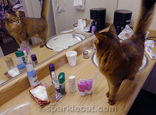 somali cat looking at herself in a hotel mirror