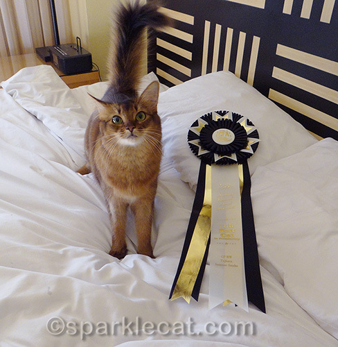 somali cat tajhara summer samba, with regional win ribbon
