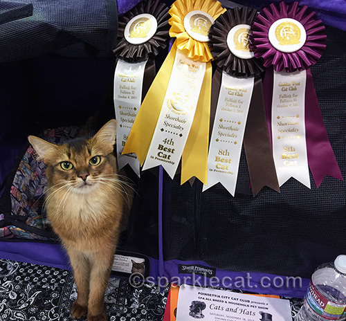 somali cat at cat show with awards