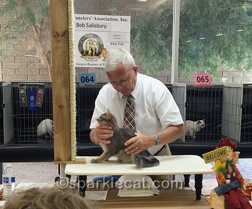 blue somali kitten on judging table