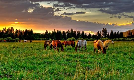 horses grazing in a field wallpaper-1280x768