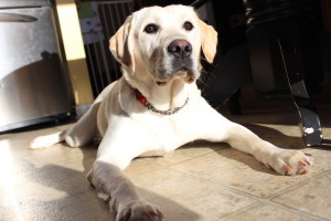 Yellow labrador guide dog