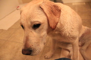 Wet dog IMG_7148
