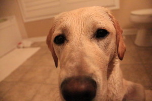 Wet dog MG_7147