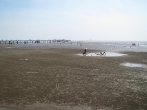 IMG_t7 Bãi nghêu M3