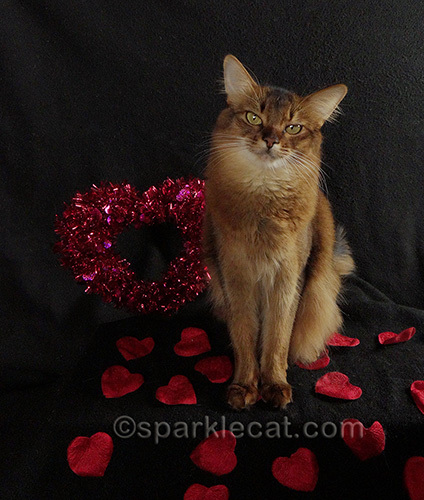 somali cat posing on a Valentines Day set