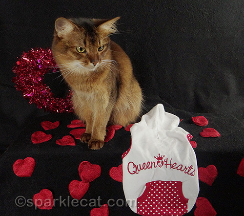 Somali cat with Queen of Hearts hoodie