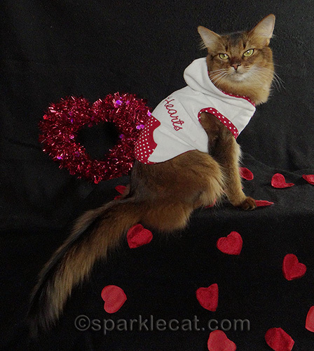 side view of Somali cat in Queen of Hearts hoodie