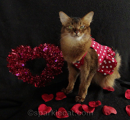 somali cat wearing a cute red frock