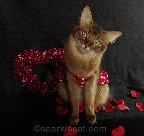 somali cat posing in a red polka dot dress for valentine's day